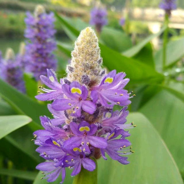 博硕果业小时达