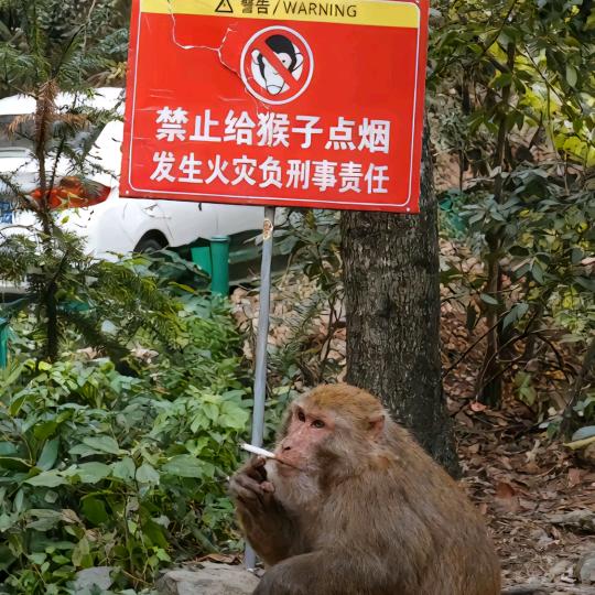 揉花碎玉🐯