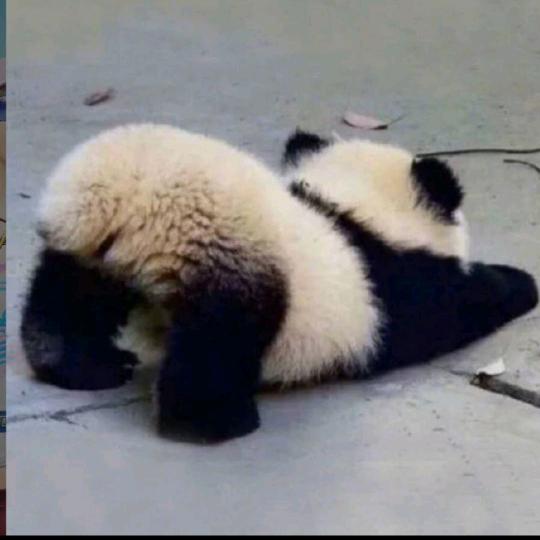 柠檬哥头像