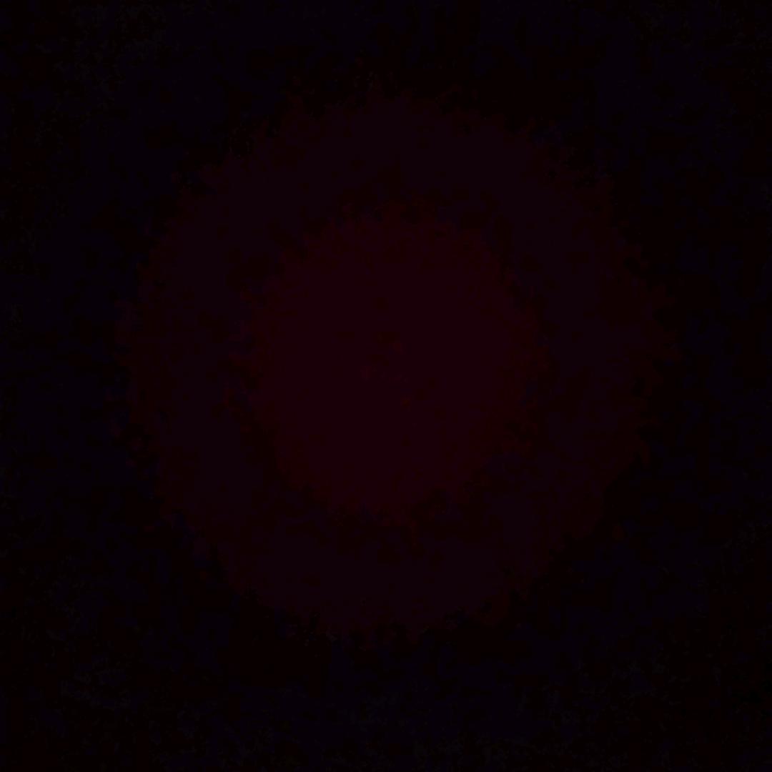 皮皮虾