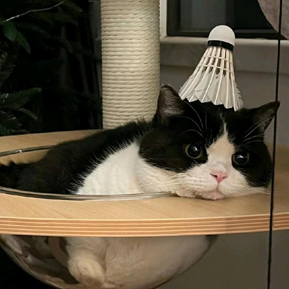 竹蜻蜓🏸