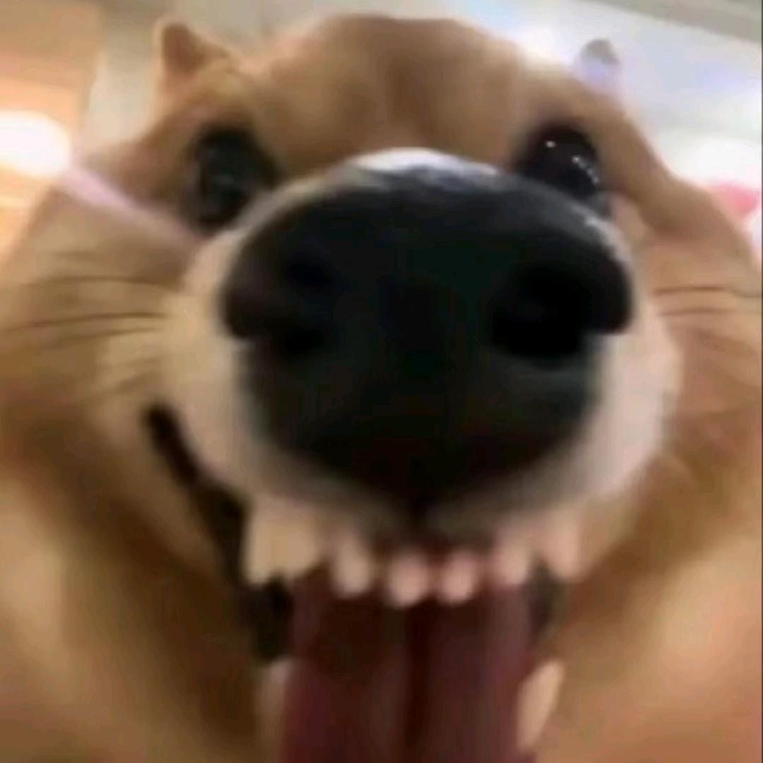 加饭