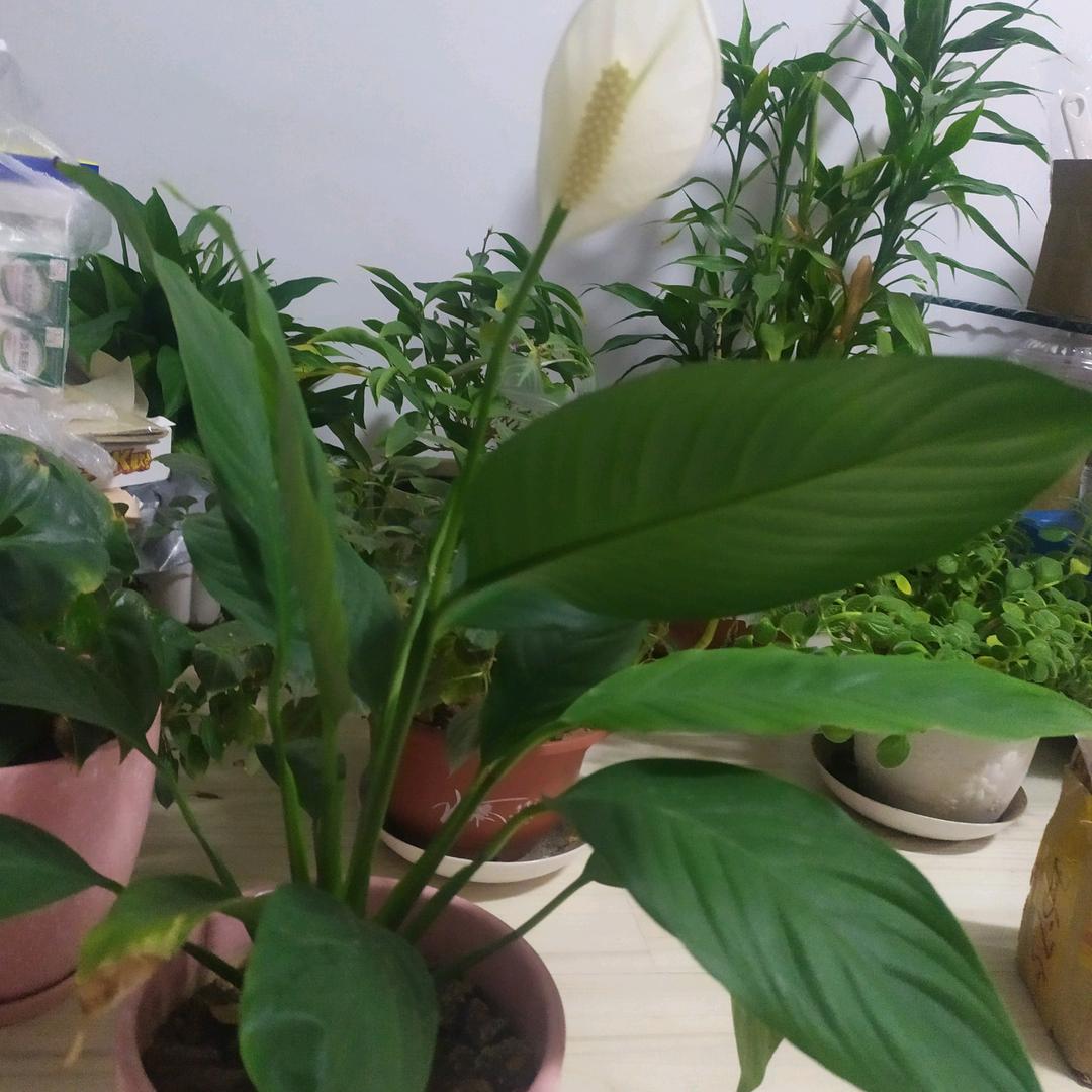 春天春天