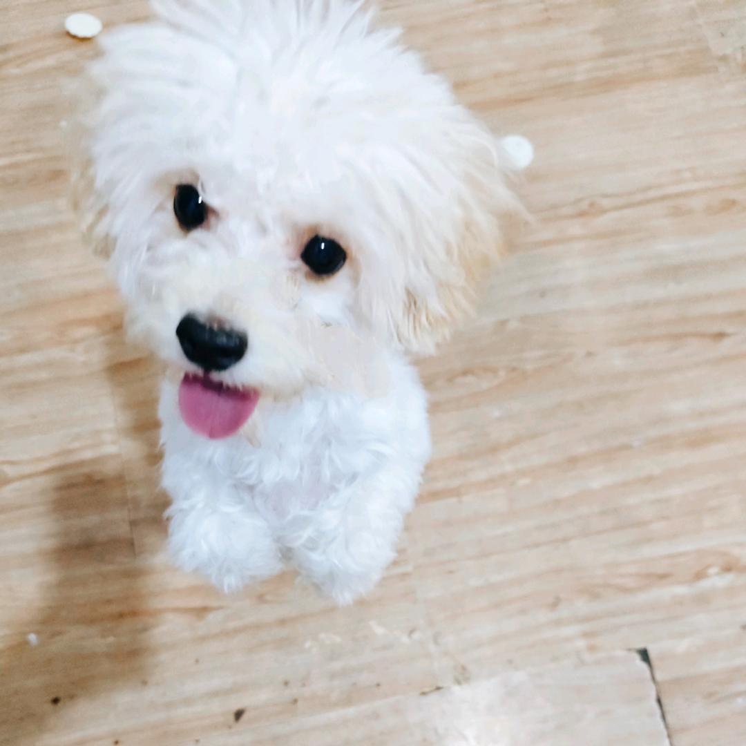 小可爱米多多🐕