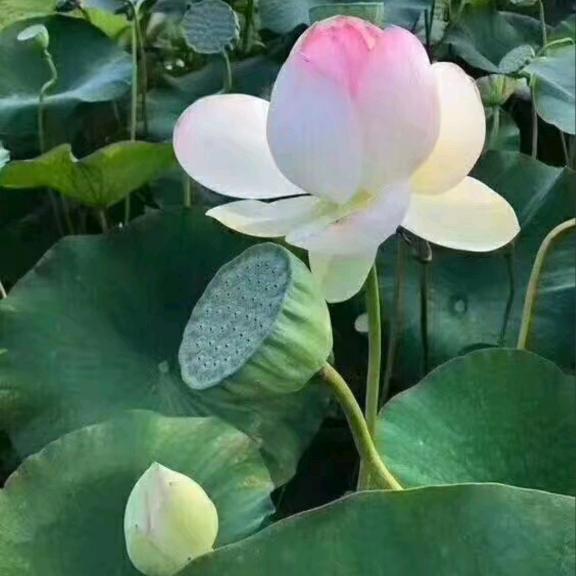 清荷