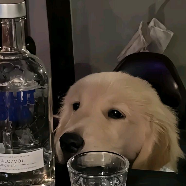 常年出售茶杯体泰迪比熊