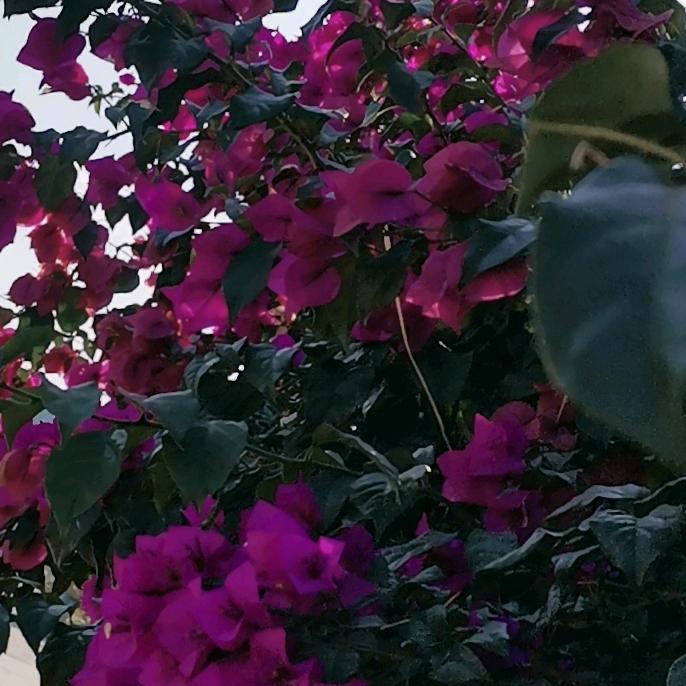 晓春