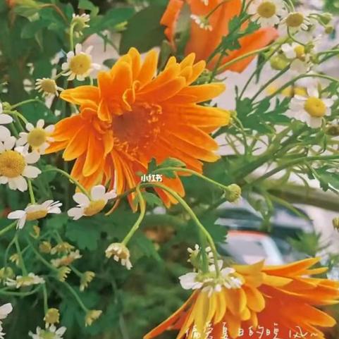 瑞霞臻选阁