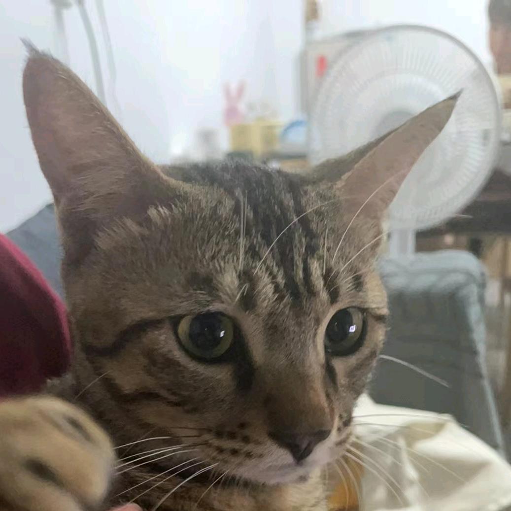 q老大的生活日记