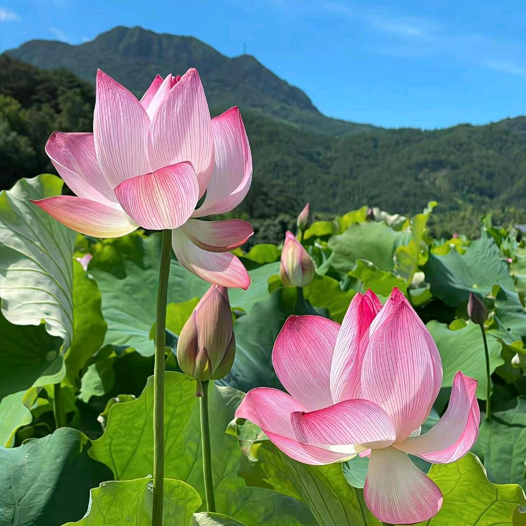 美华和工厂直发