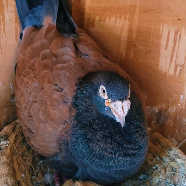 云珩铭鸽（活体代发）