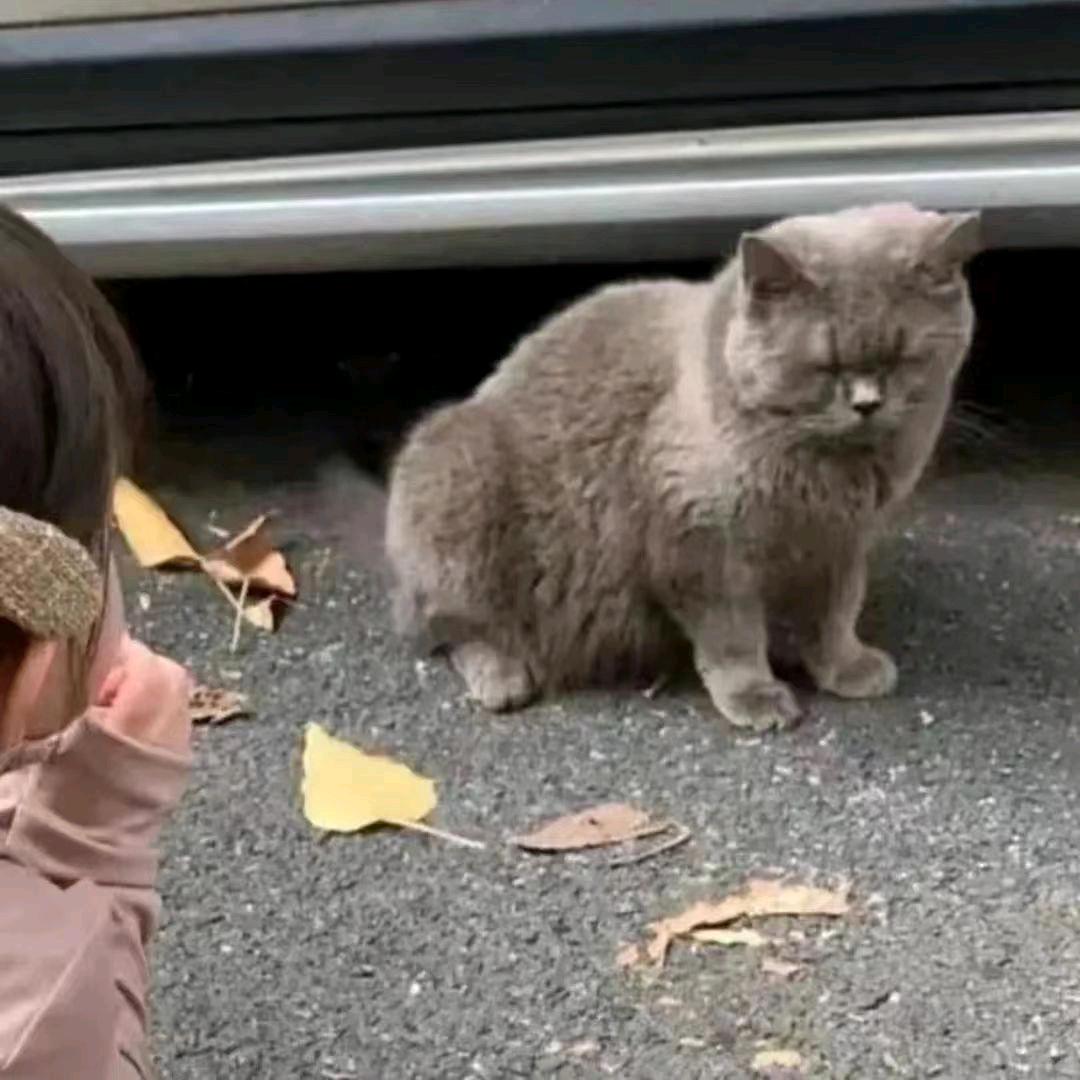 抚医扫地王