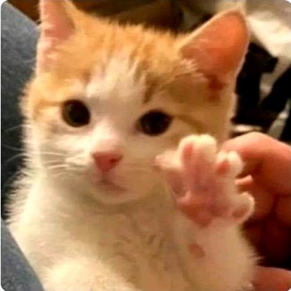 不准吃我小鱼干