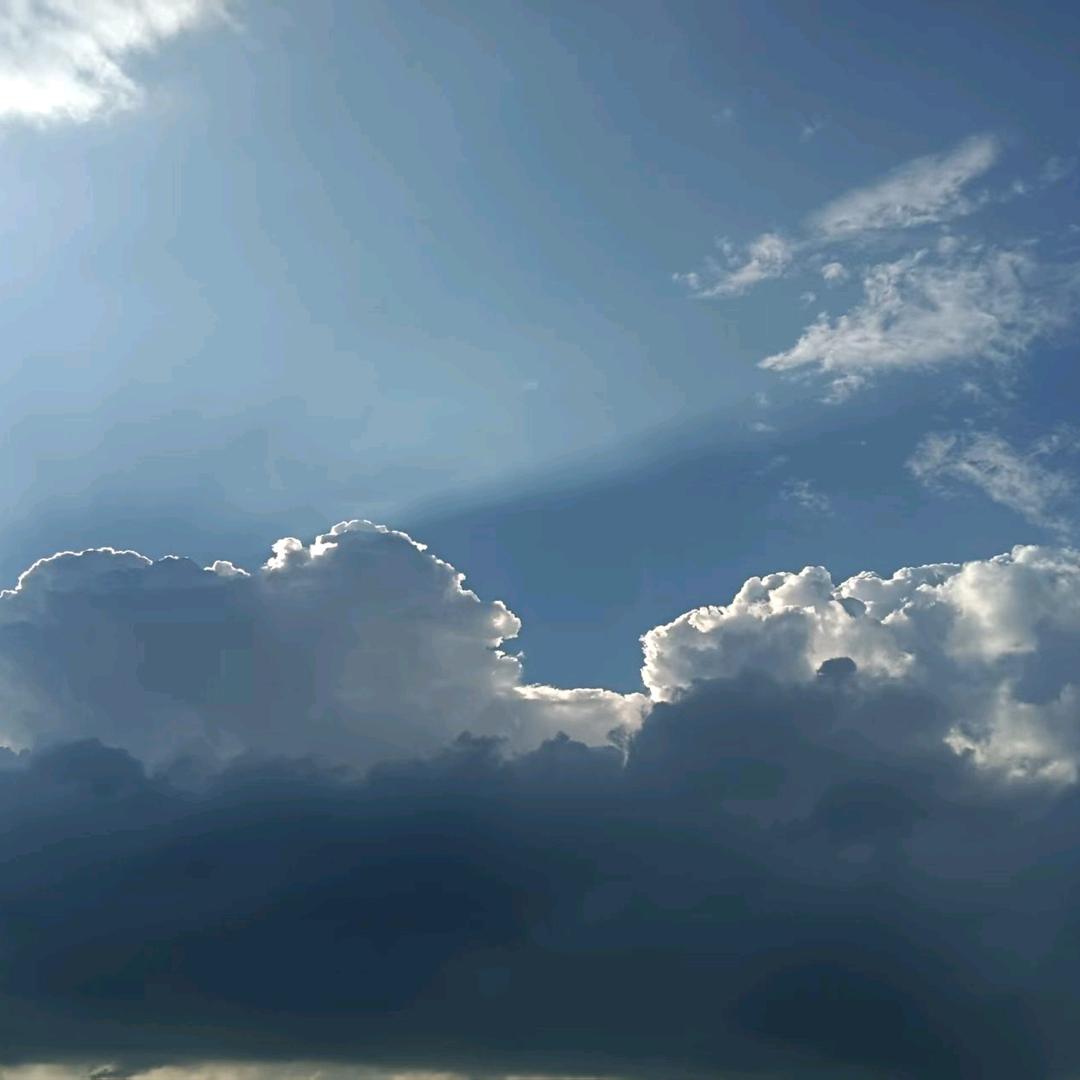 鸽子树头像