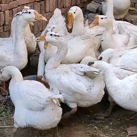 鹅宝宝