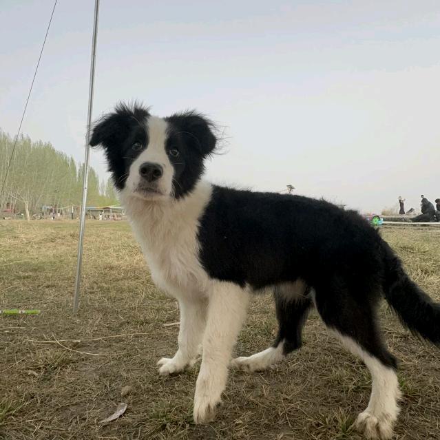 边彊小牧场（1）