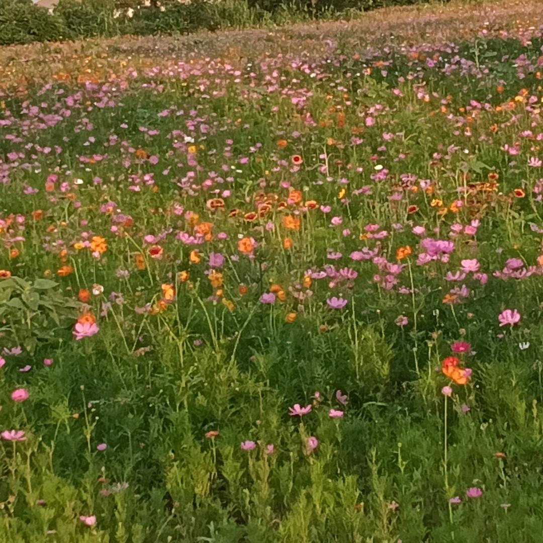 且听且忘且随风，且行且看且从容