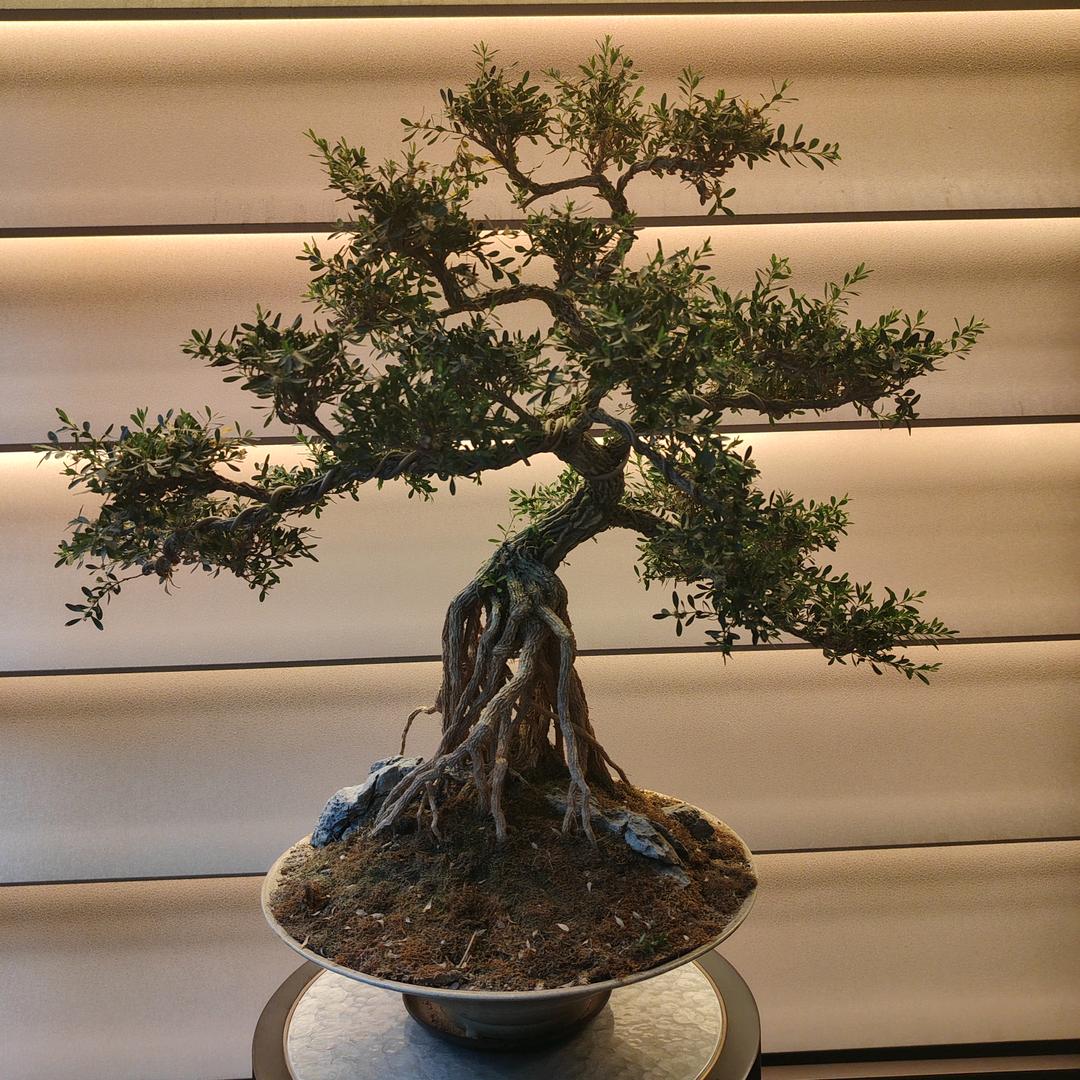 成都好房优选