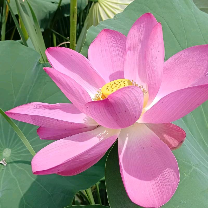 如意宝妈