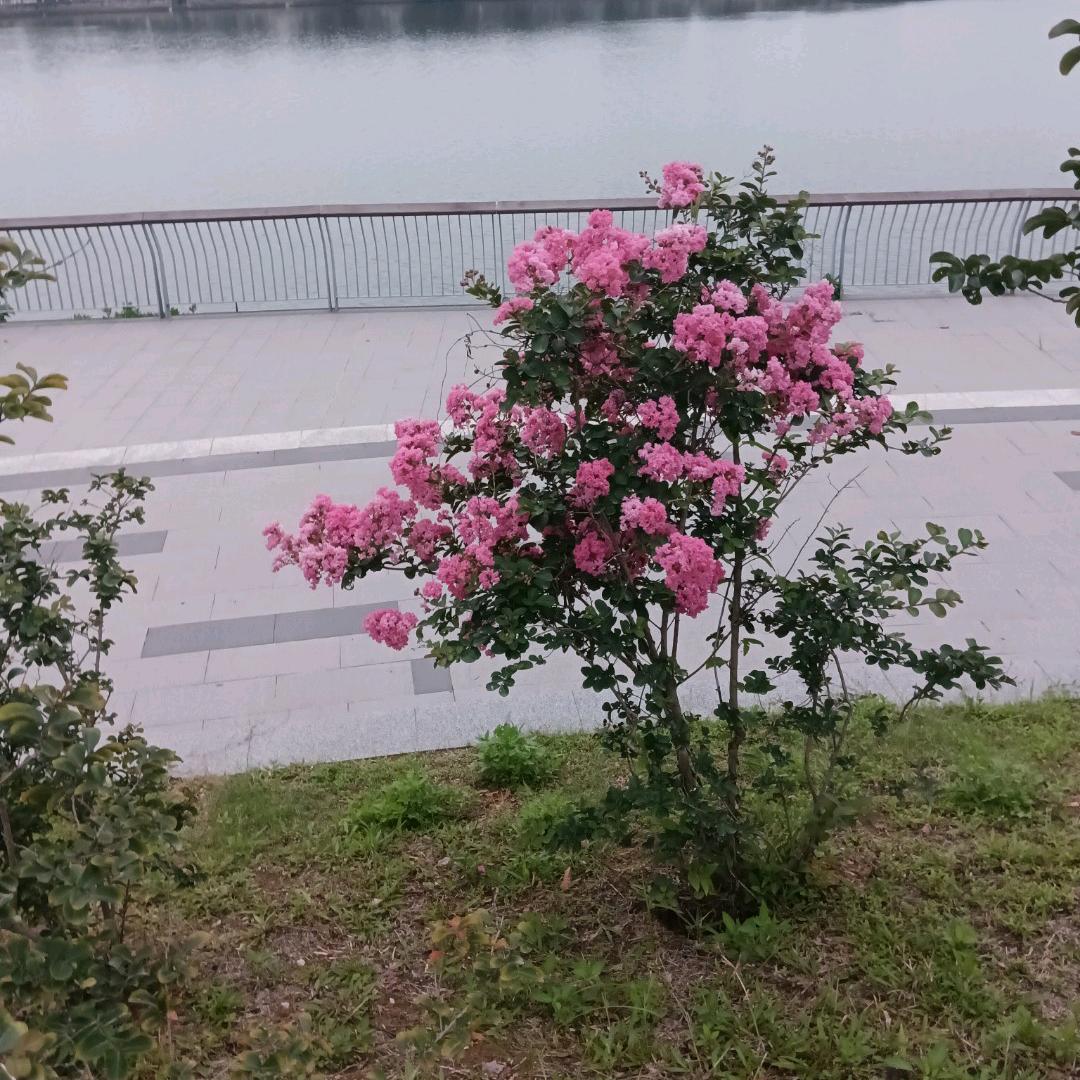 百～～何🌺(˵¯͒〰¯͒˵)