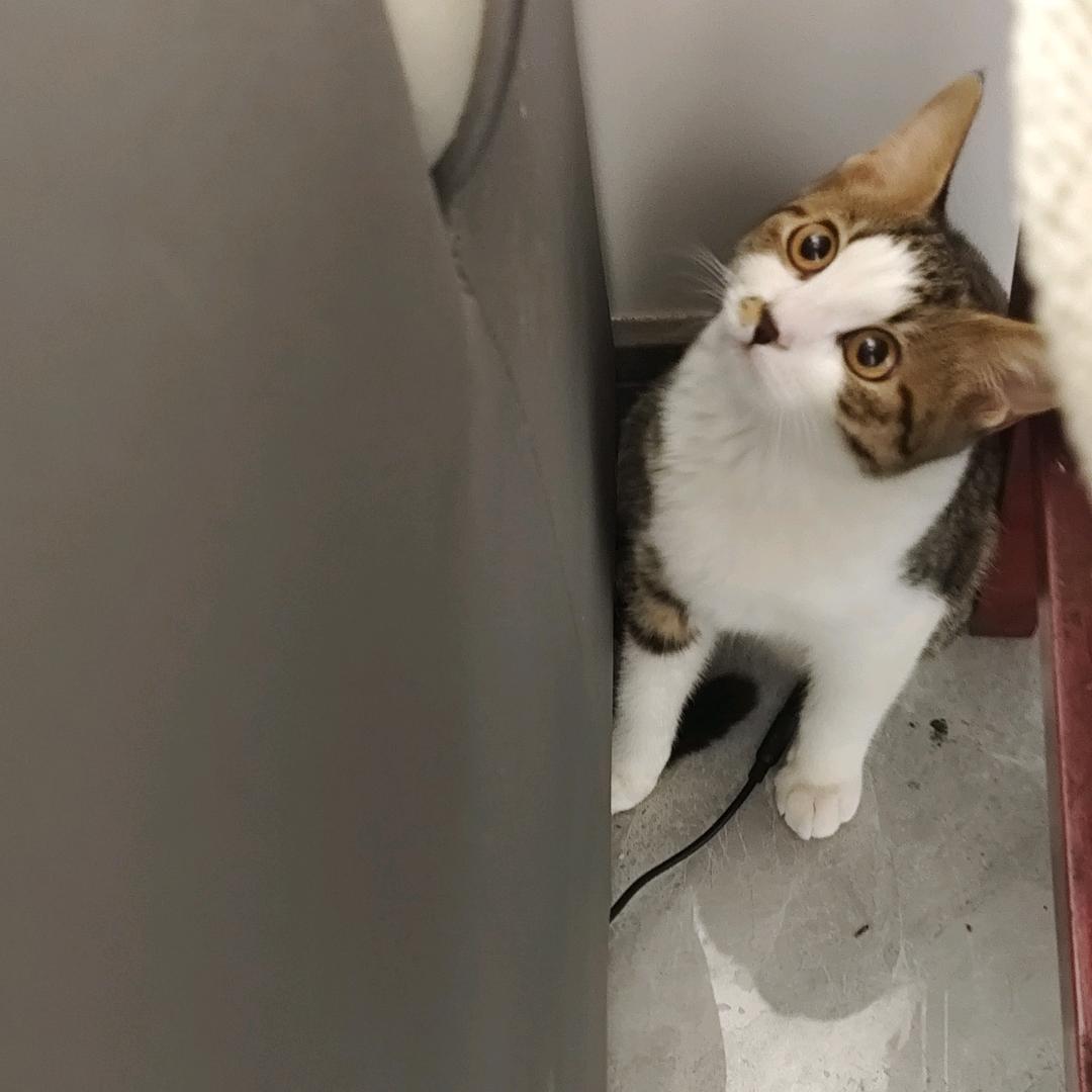飏