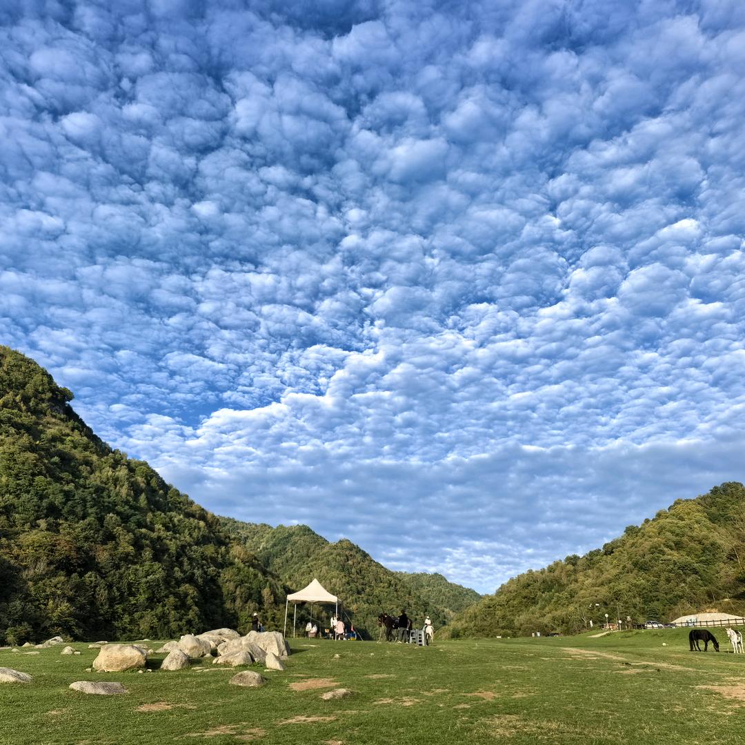 橘子.@