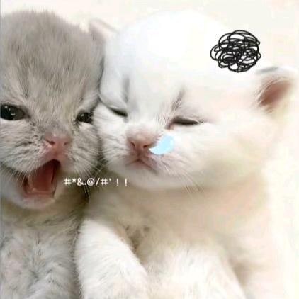 碎饼干渣子