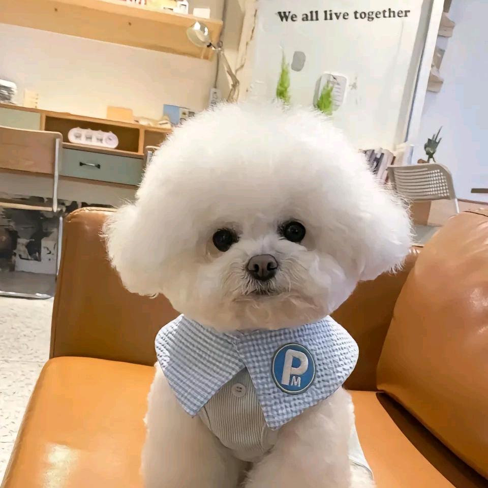 灿灿🐰和铲屎官🐱