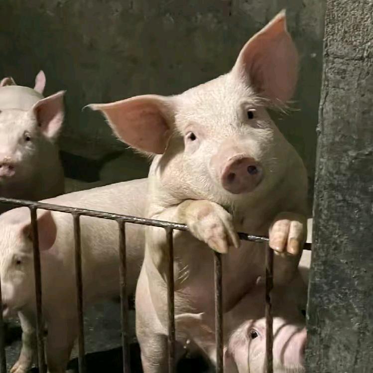 雄牧小曼聊养殖