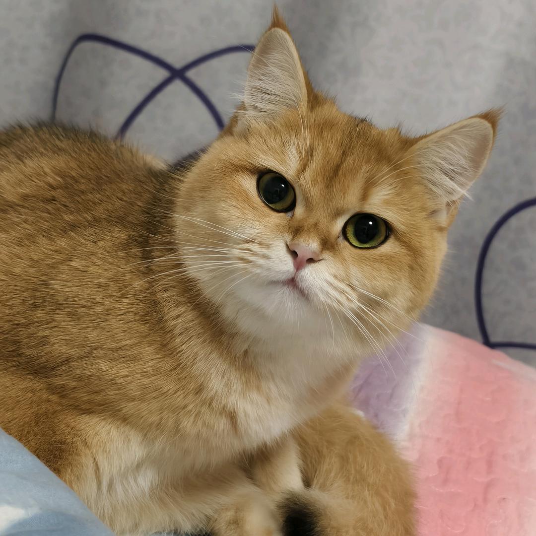 月亮不睡我不睡