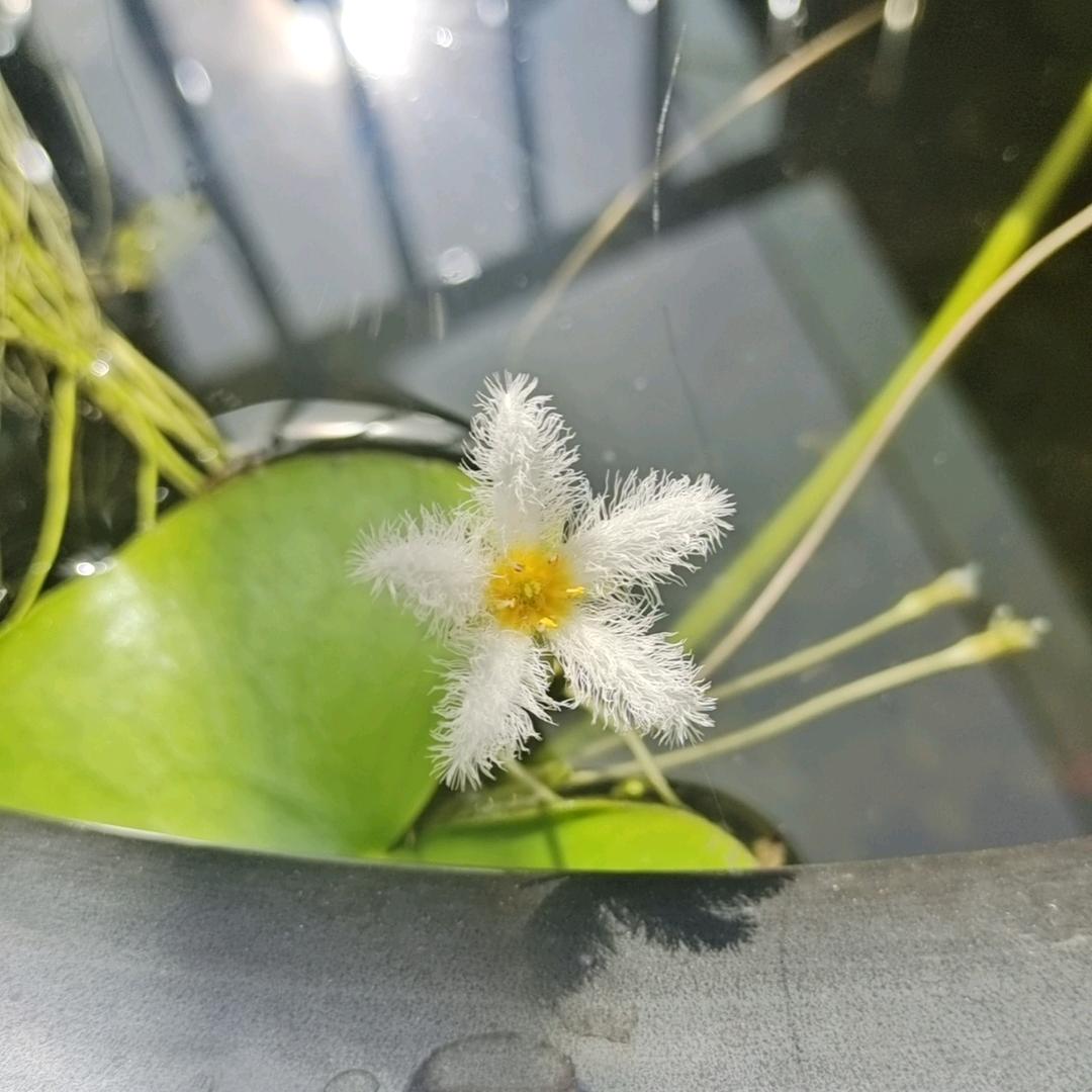 琉璃微光