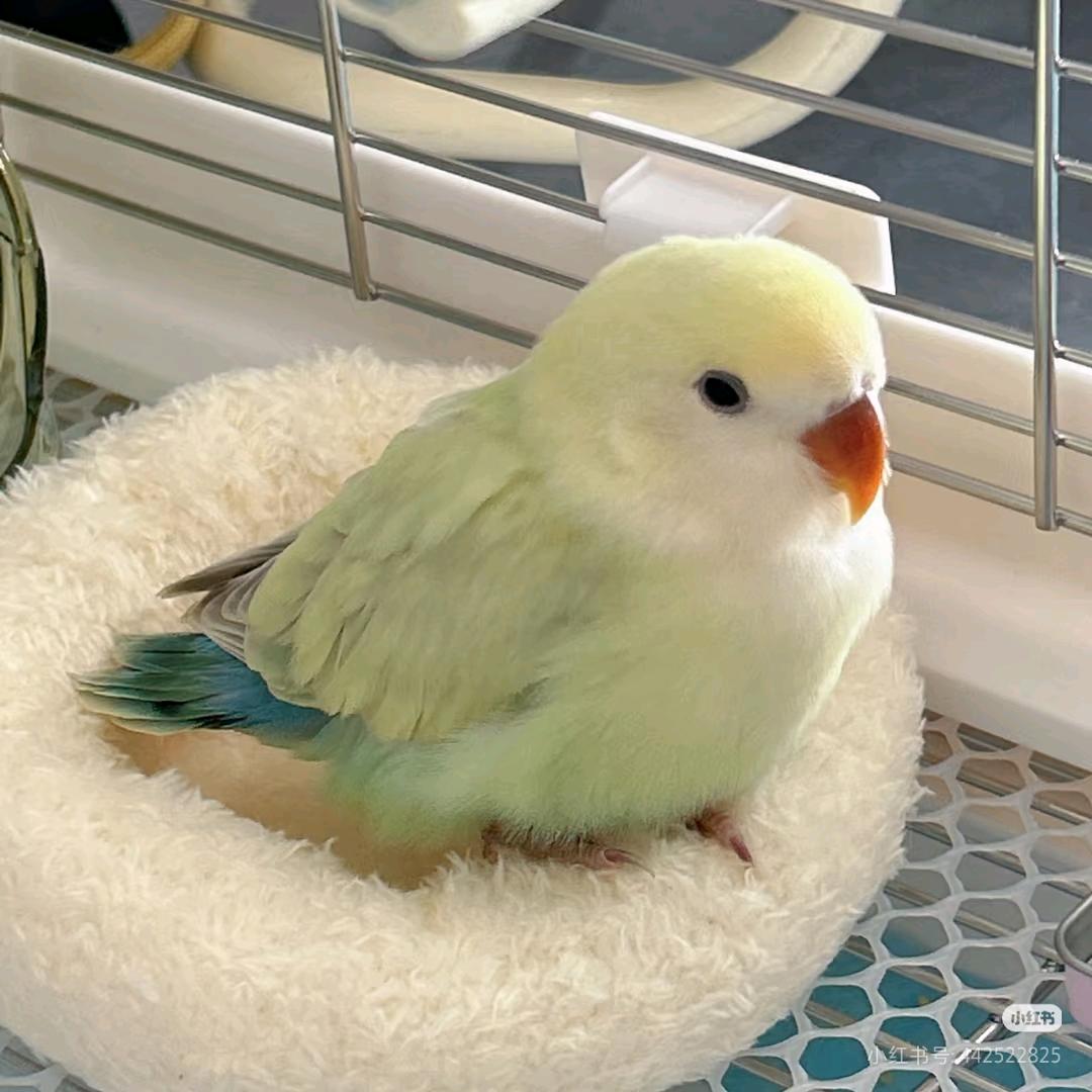 QQㄋㄟㄋㄟ可爱到唧唧鸟