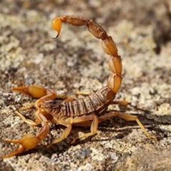 南街刘收蜂窝 蝎子 蝉蜕