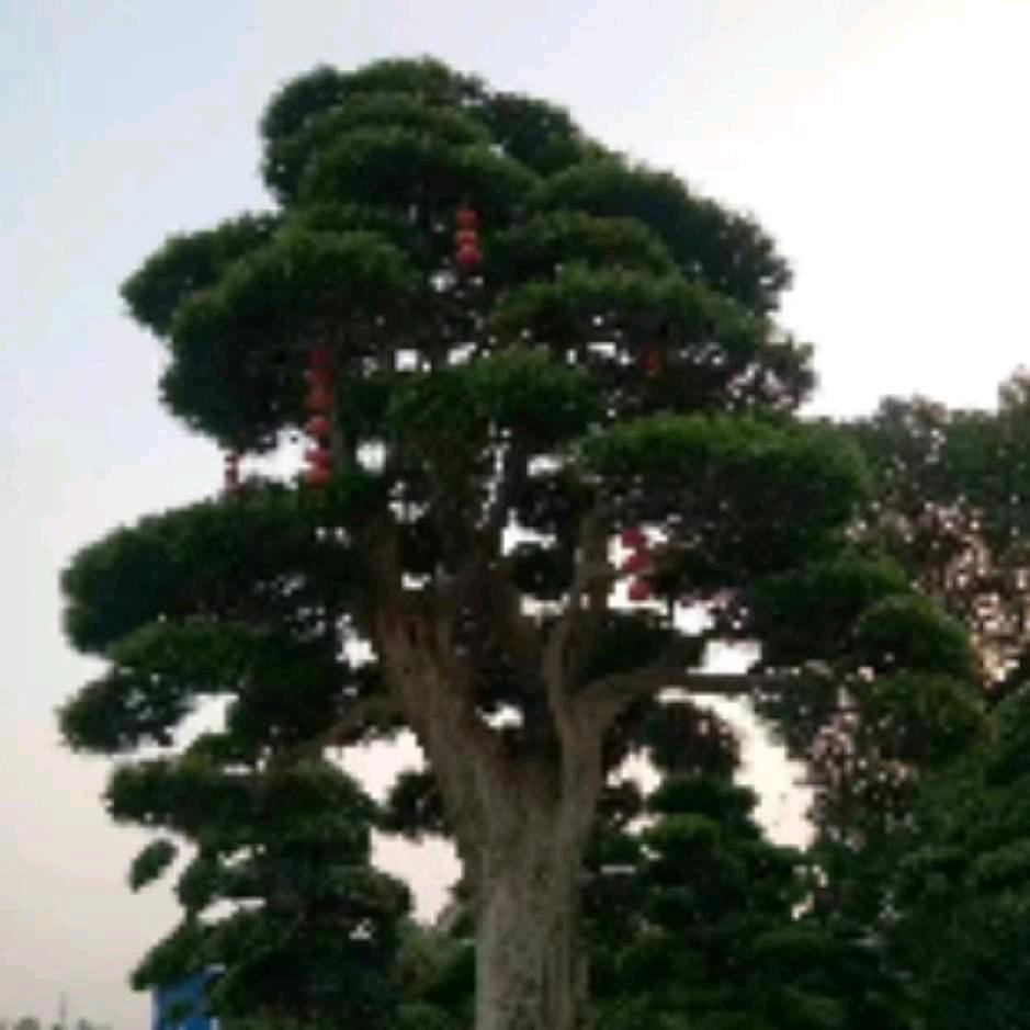 六哥
