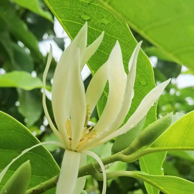 白兰小铺