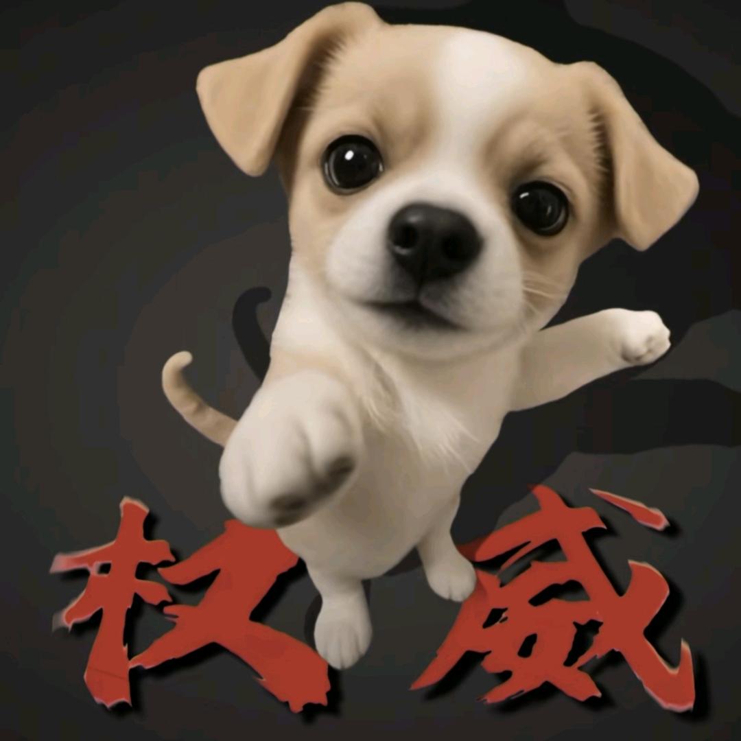 小猫今天吃什么