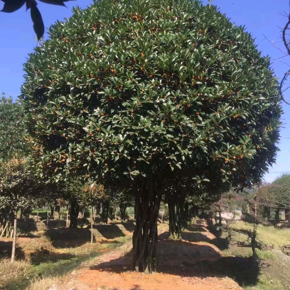 渭水人家