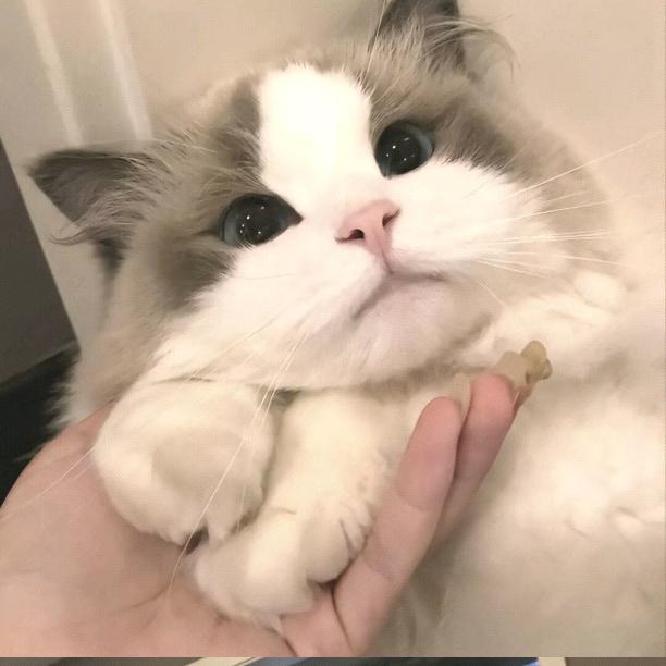 梨梨