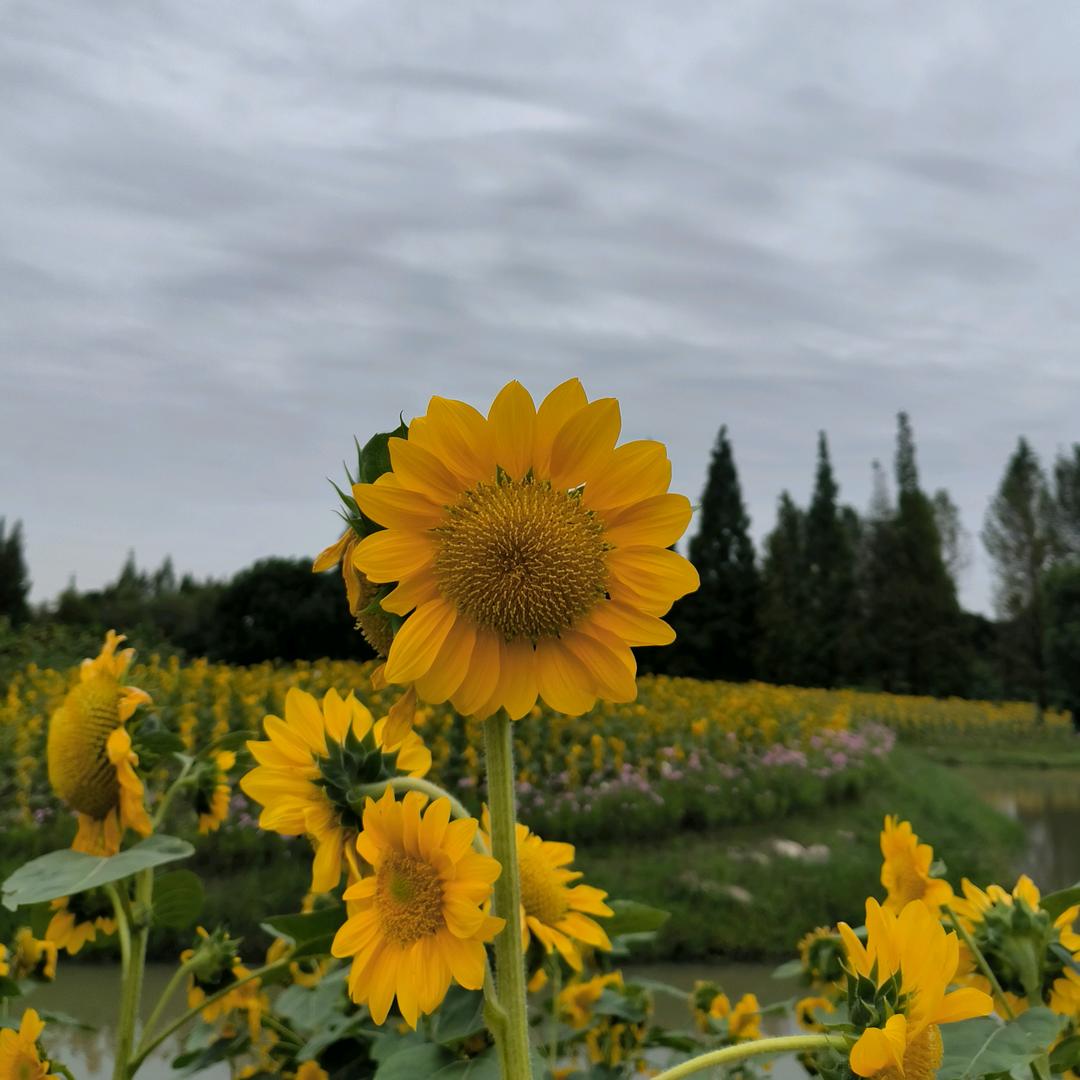 🌻⁸⁰⁶野丫头