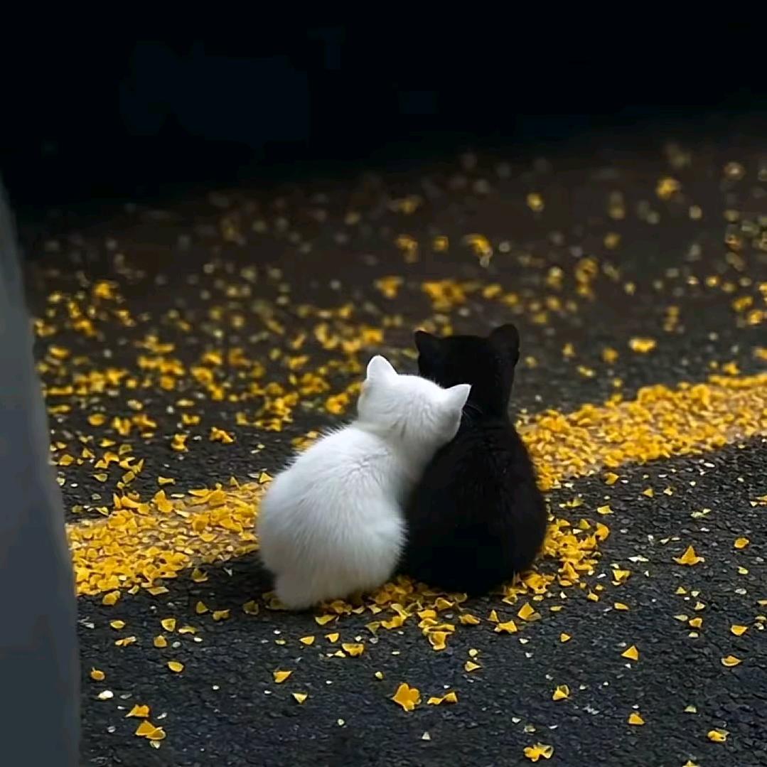 ℳS楊ོོོོོོ୧⍤: ᰔᩚ🍁 🧸