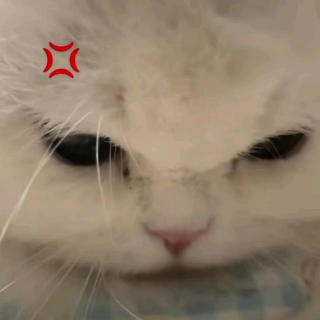 呆呆鱼