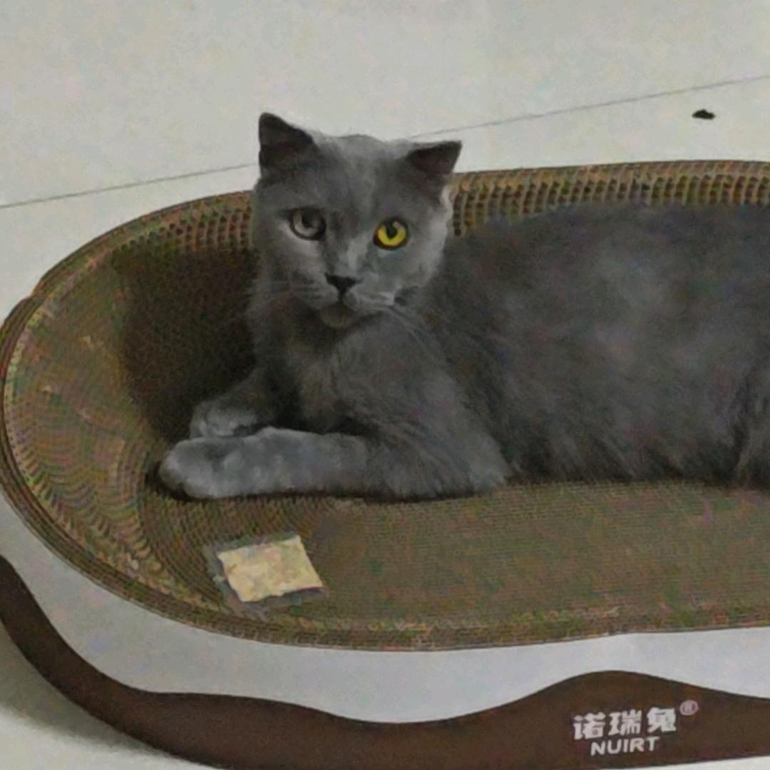 一大只（牛仔