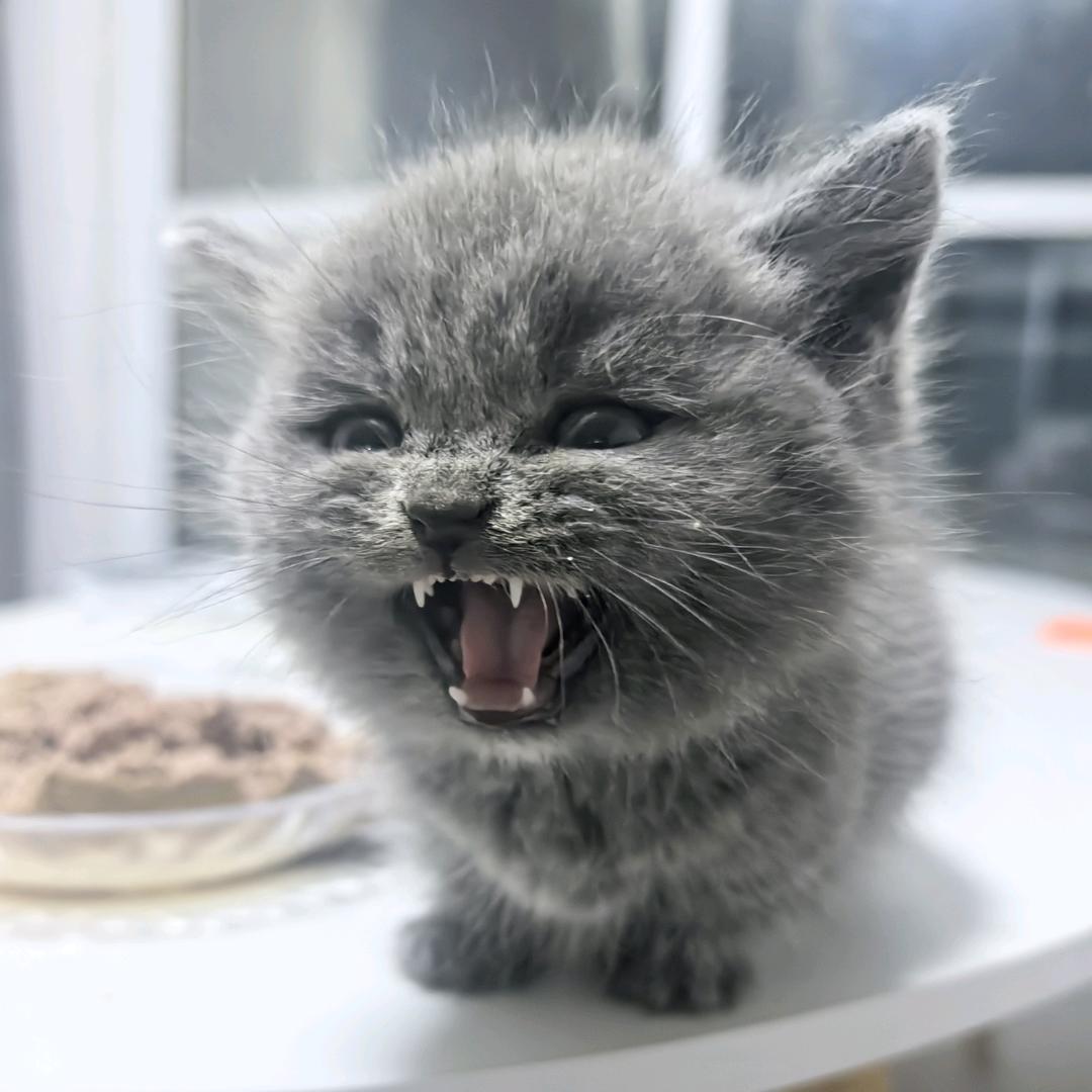 家有三只猫崽子