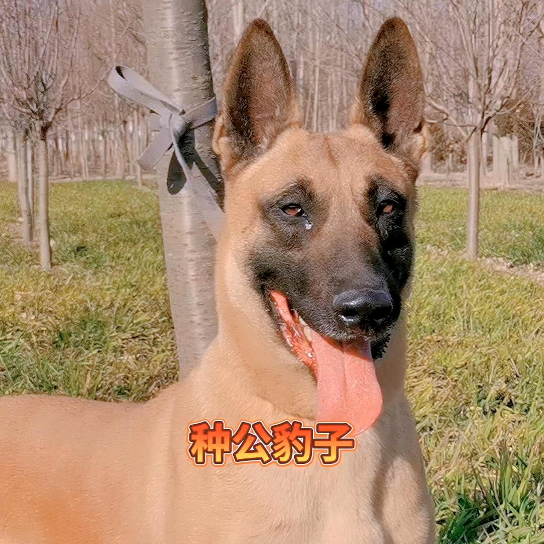 龙哥家养高端马犬（3号）