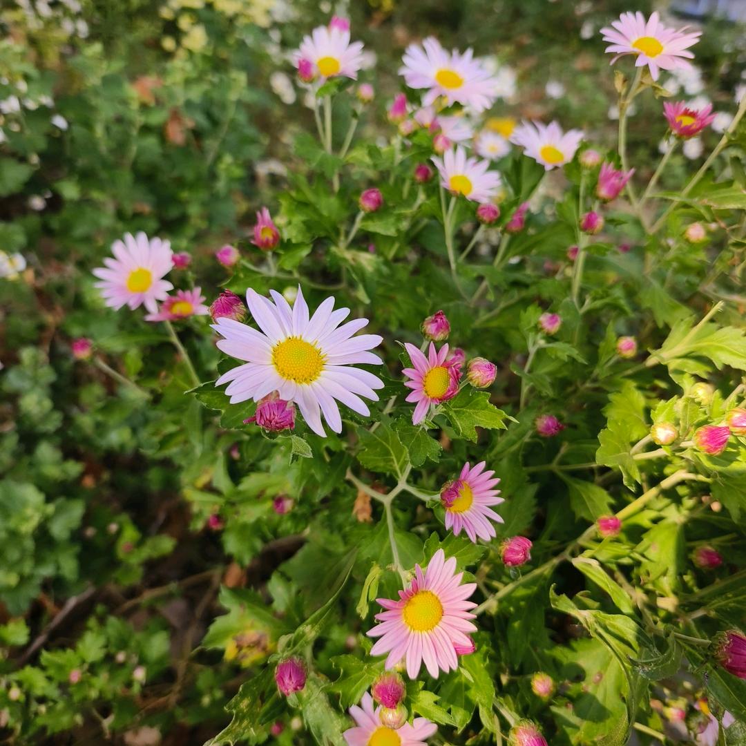 杨老师高考报志愿