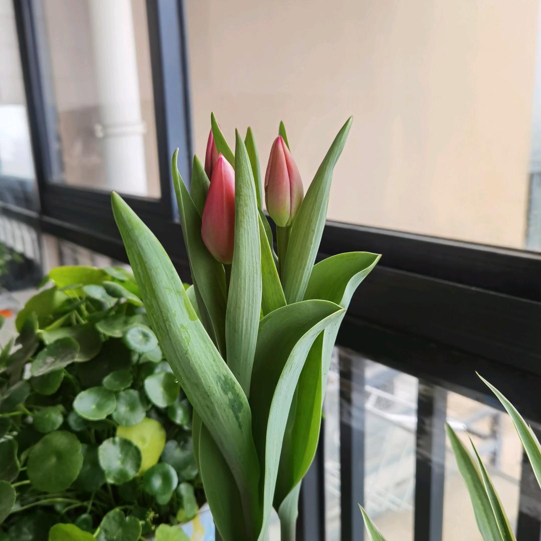 芬芬花草
