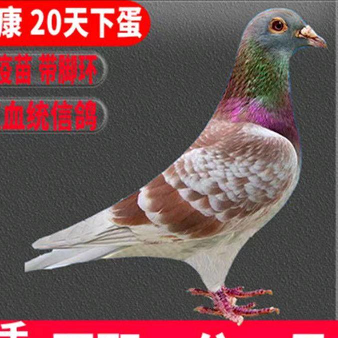 鸽子批发店