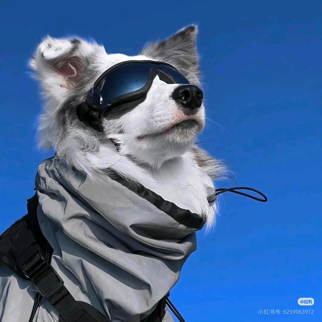 萌爪时光宠物优选店3号