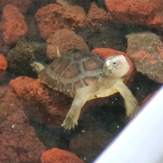 胆小龟🐢