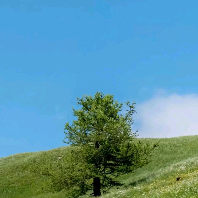 利